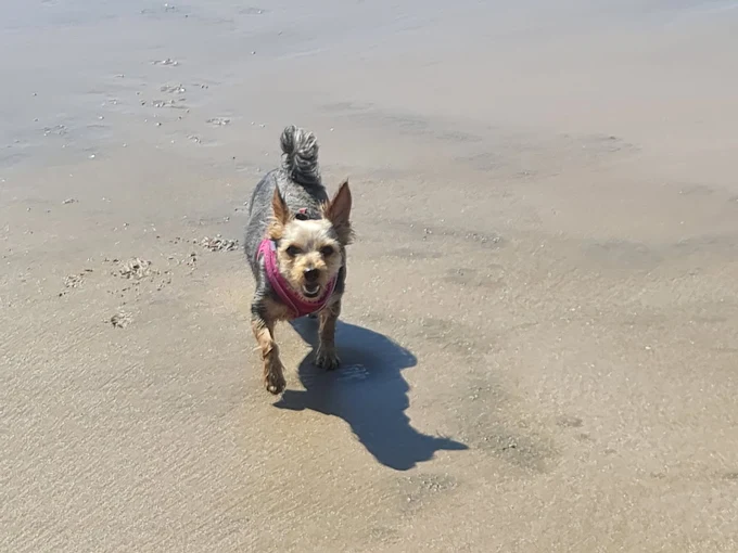 Dogs at Chapel Six Marshes