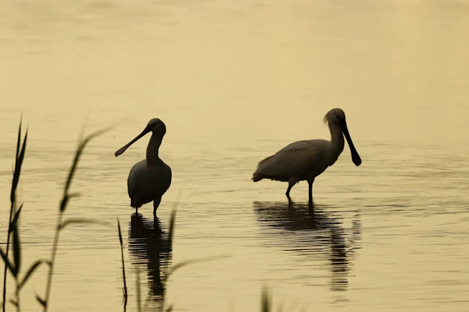 National Trust Sandilands